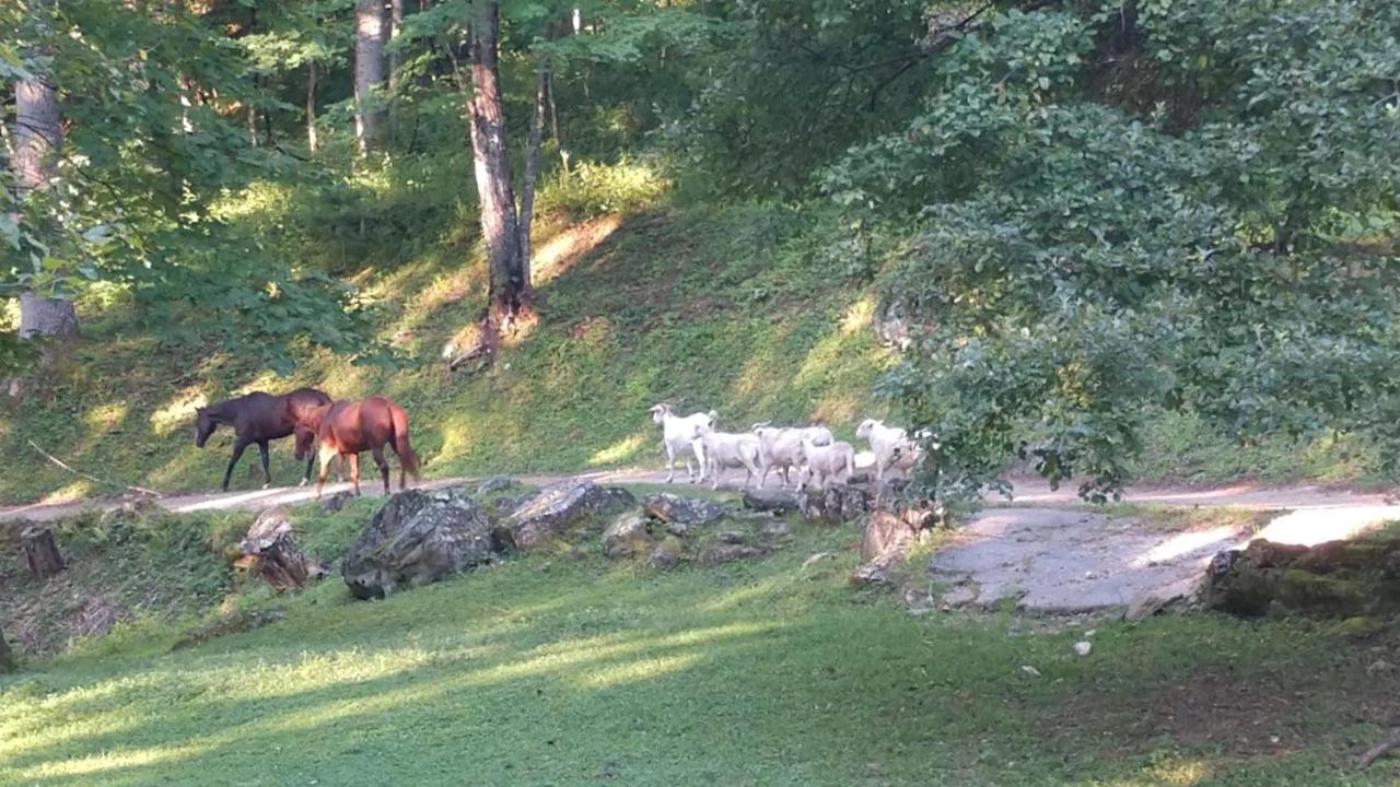 Arrowmont Stables & Cabins Cullowhee Dış mekan fotoğraf