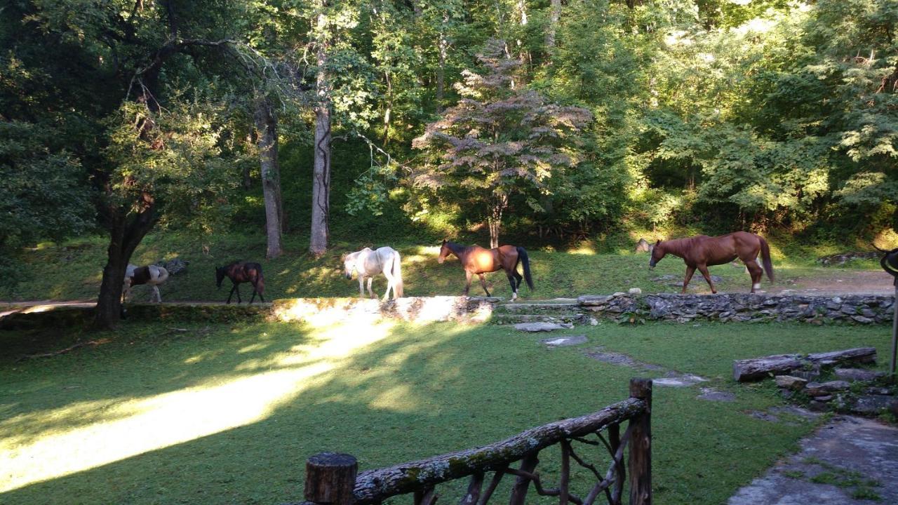 Arrowmont Stables & Cabins Cullowhee Dış mekan fotoğraf